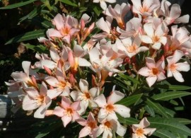 no-06-nerium-oleander-petite-salmon (1)